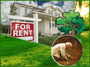 ہرے بھرے اشجار