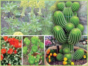 کیکٹس کے پھول