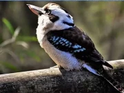  اس تصویر میں ایک اور جانور چُھپا ہوا ہے، کیا آپ ڈھونڈ سکتے ہیں؟