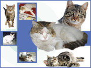 بِلو مہاراج کی یاد میں