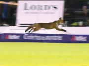 لومڑی نے انگلینڈ میں کرکٹ میچ رکوا دیا منتظمین نے تعاقب کر کے بھگایا