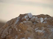 جیورجیا میں 18 لاکھ سال پرانا انسانی جبڑا دریافت