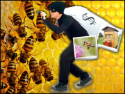 شہد کی مکھیاں۔۔۔۔چوروں کے نشانے پر