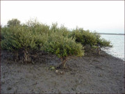 مینگروو سمندری حیات کے محافظ