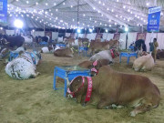 مویشیوں کی فروخت اور آن لائن قربانی کے رجحان میں سال بہ سال اضافہ