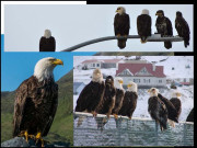 unalaska عقابوں کا مسکن