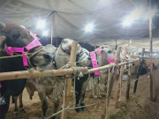 قربانی کے جانوروں کے ساتھ کیٹ واک پر شدید تنقید