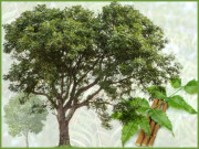 نیم دو نیم اور نیم باز