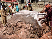 خام چمڑے کی عالمی قیمتوں میں کمی کھالوں کے مقامی دام بھی گر گئے
