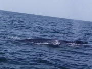 کراچی کے قریب چرنا جزیرے پر پہلی بار بلیو وھیل دیکھی گئی