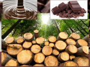 چاکلیٹ ۔۔۔۔۔ جنگلات کی قاتل