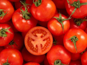 بارشوں سے فصل کی تباہی ٹماٹر مہنگے ہونے کی وجہ قرار