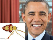 مسکراتی ہوئی نودریافت شدہ مکڑی اوبامہ کے نام سے منسوب