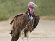 مردار خور اور ماحول دوست پرندہ گدھ ملک میں نایاب ہونے لگا