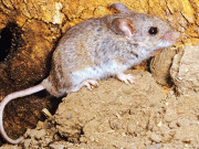 پشاور میں پھر چوہے نکل آئے انسانی جانوں کو خطرات