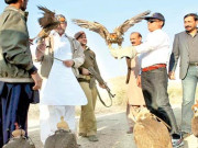 کیرتھر نیشنل پارک میں 8 قیمتی باز آزاد کردیے گئے