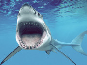 پاکستانی سمندر حدود میں بے رحمانہ شکار سے شارک مچھلی نایاب ہو گئی