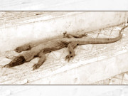 ایک میٹر لمبی چھپکلی کو شہریوں نے ڈنڈے مار کر ہلاک کردیا