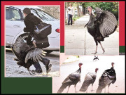 بوسٹن پر فیل مرغ کی یلغار