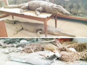 جامعہ کراچی میں شعبہ حیوانیات میں حنوط شدہ جانور کیمیکل نہ لگنے سے خراب ہو گئے