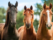 ڈنمارک مالکان گھوڑوں کے نہ مرنے کی دعائیں کرنے لگے