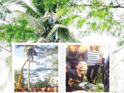  ناریل کے پیڑ پر تین سال