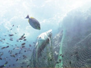 سمندر میں موجود آسیبی جال آبی حیات کیلیے موت کا شکنجہ بن گئے