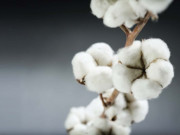 روئی کی قیمت میں 150 روپے اضافہ خریداری میں بھارت کی غیر معمولی دلچسپی  بزنس