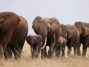 بوٹسوانا میں 350 ہاتھیوں کی ہلاکت کی وجہ سامنے آگئی