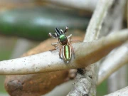 واحد مکڑی جو سبزی خور ہے