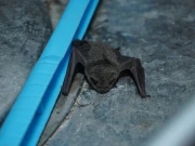 ٹانگیں ہونے کے باوجود چمگادڑیں کیوں نہیں چل سکتیں؟