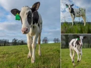 سائنسدانوں نے ماحول دوست گیس خارج نہ کرنے والی گائے تیار کرلی