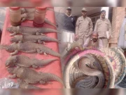 خزندوں کی غیرقانونی تجارت میں ملوث ملزم گرفتار، سانپ اور صحرائی چھپکلی برآمد