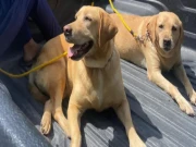 پنجاب: پالتو جانوروں سے متعلق کوئی قانون موجود نہیں