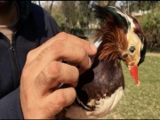 جانوروں اور پرندوں کی باقیات کو حنوط کیسے کیا جاتا ہے؟