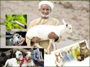 جانوروں کا انسانوں پر احسان