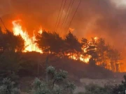 کوہ سلیمان کے جنگلات میں اچانک آگ بھڑک اٹھی