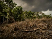 درخت موسمیاتی تبدیلی کے حساب سے خود کو ڈھالنے میں ناکام کیوں ہورہے ہیں؟ 