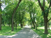 شہر میں رہائشیوں کو دھوپ سے بچانے کیلئے درختوں کی قلت