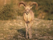 اڑیال ہٹنگ ٹرافی: امریکی شہری نے 60لاکھ روپے کے عوض شکار کرلیا