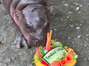 امریکی انتخابات کا فاتح کون ہوگا، دریائی گھوڑے کی پیشگوئی 