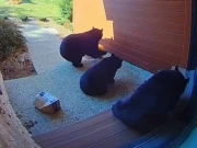 ہالوین فیسٹیول کی سجاوٹ کو ریچھوں نے برباد کر دیا