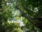 عالمی سطح پر درختوں کو تشویشناک حد تک معدومیت کا خطرہ