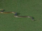 انڈر 19 ورلڈکپ؛ دوران میچ سانپ پچ پر پہنچ گیا