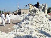 ملک میں روئی کی ریکارڈ درآمدات کے بعد مقامی روئی اور پھٹی کی قیمتوں میں مندی کا رحجان