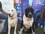 کراچی میں رنگا رنگ ڈاگ شو کا انعقاد، 36 مختلف نسلوں کے کتوں نے نرالے انداز سے شرکا کو محظوظ کیا