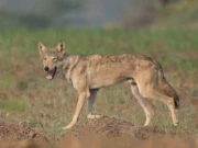 پاکستان میں خطرے سے دوچار انڈین بھیڑیوں کی آبادی اور جینیاتی تبدیلیوں پر سروے کا انعقاد
