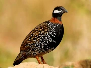 شکاریوں کے لیے بڑی خبر، تیتر شکار کے سیزن کا اعلان ہوگیا