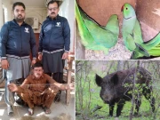 پنجاب میں نایاب جنگلی جانوروں اور پرندوں کے 12 غیر قانونی شکاری و ڈیلرز گرفتار، بھاری جرمانے عائد