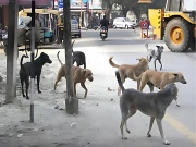 کراچی؛ منگھوپیر میں کھیلتے ہوئے 5 بچوں پر آوارہ کتوں کا حملہ، بچے شدید زخمی